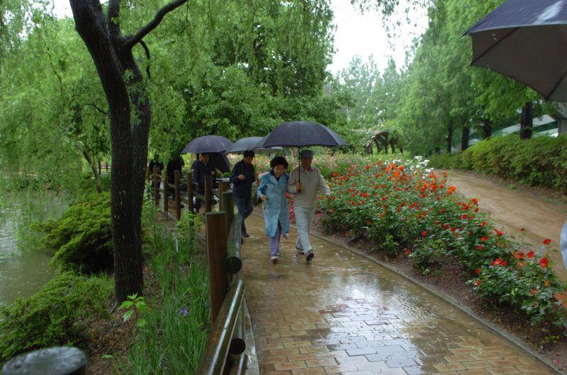 [2008 산림박람회에서 우산을 쓰고 경남수목원을 걷는 노무현 전 대통령 내외]